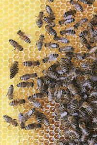 animal-world-apiary-beehive-461099