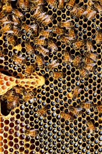 apis-mellifera-bee-beehive-56876