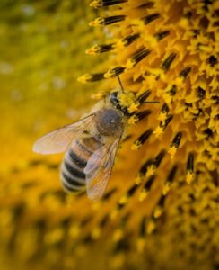 bee-beehive-blur-211467